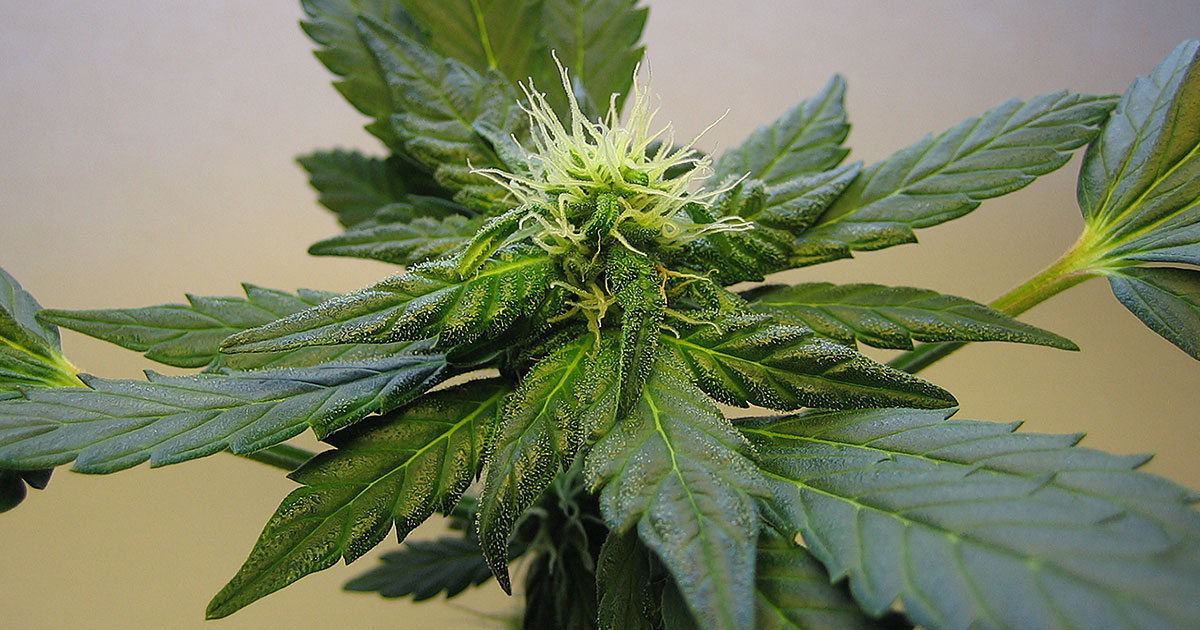 Irie Magazine | Roots | Hemp Farming Act of 2018